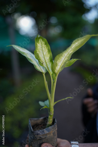 Wallpaper Mural A young Indian man encouraging towards plantation. ''selective focus" "shallow depth of field" "follow focus" or "blur". Torontodigital.ca