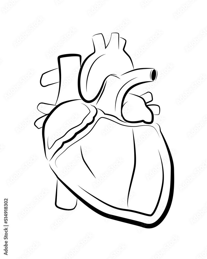 Human Heart vector isolated. Muscular organ, heart. Human Heart vector isolated. Muscular organ, heart.