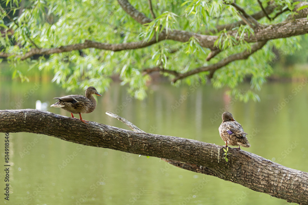 Ducks sit among the branches on a tree above the water, summer evening Ducks sit among the branches on a tree above the water, summer evening