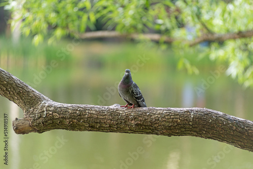 A lone dove sits on a tree above the water, summer evening