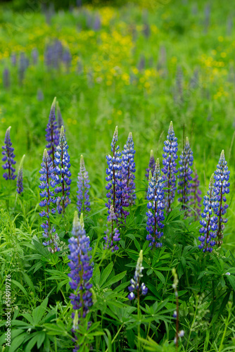 lupins in spring