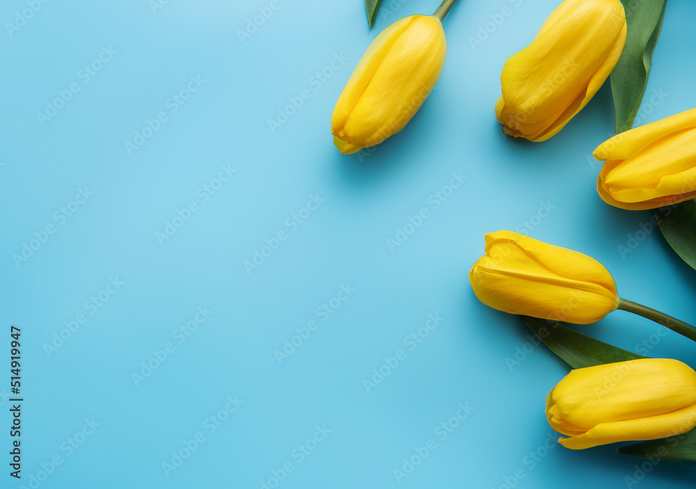 Beautiful yellow tulips on a blue background Beautiful yellow tulips on a blue background