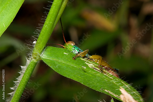 a green grasshopper on a branch seen from the side