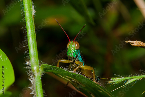 a small green grasshopper with blue gradation hiding in the grass as seen from the front