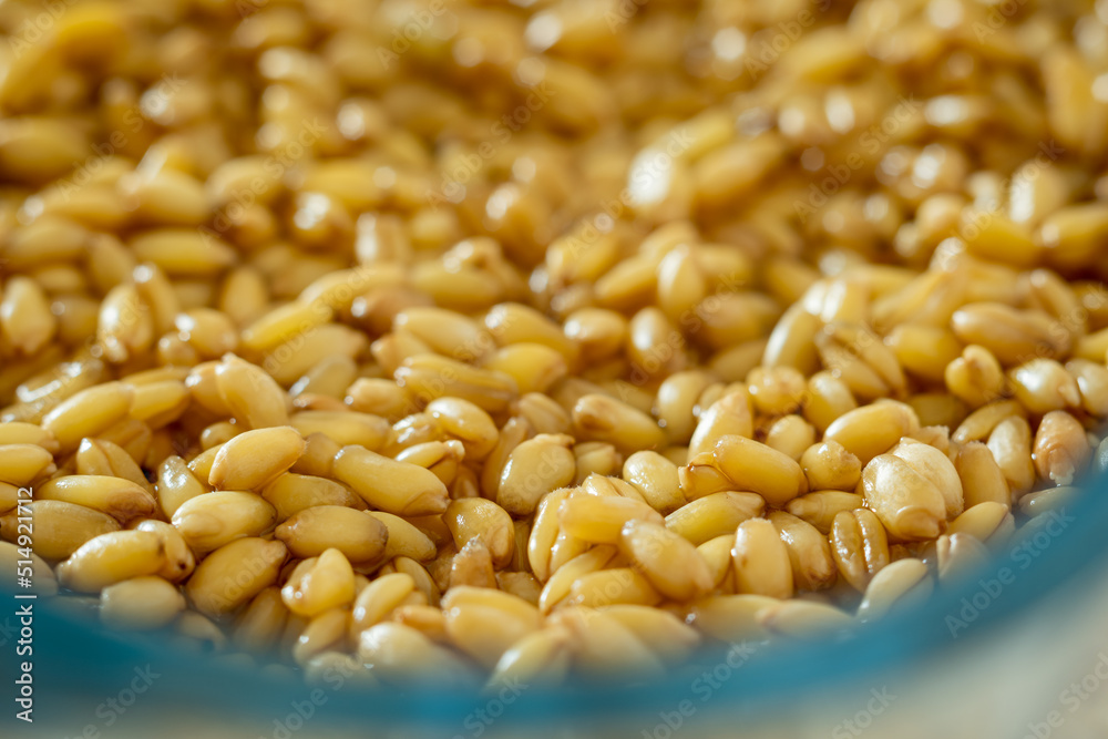 germinated wheat grain sprouts texture background closeup