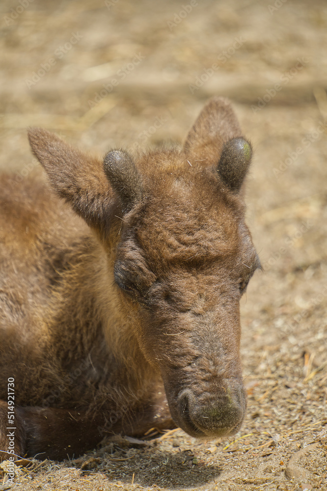 Fototapeta premium Rentier-Nachwuchs