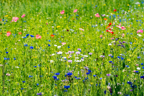 Blumenwiese Sommer Grün Natur Sommerblumen Freiheit Bienen Grün Pflanzen Mohn