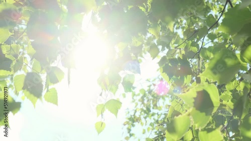 Sunlight through green leaves of birch tree. Sunny clear weather on summer day, good mood. 