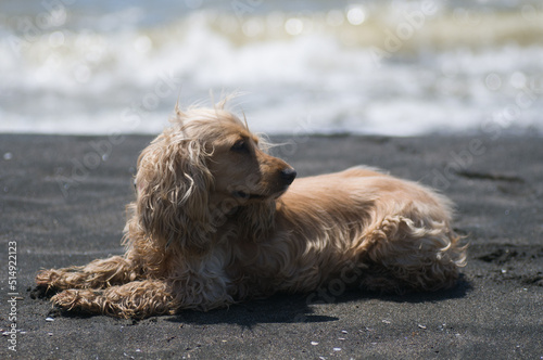 dog on the beach © UA_Color
