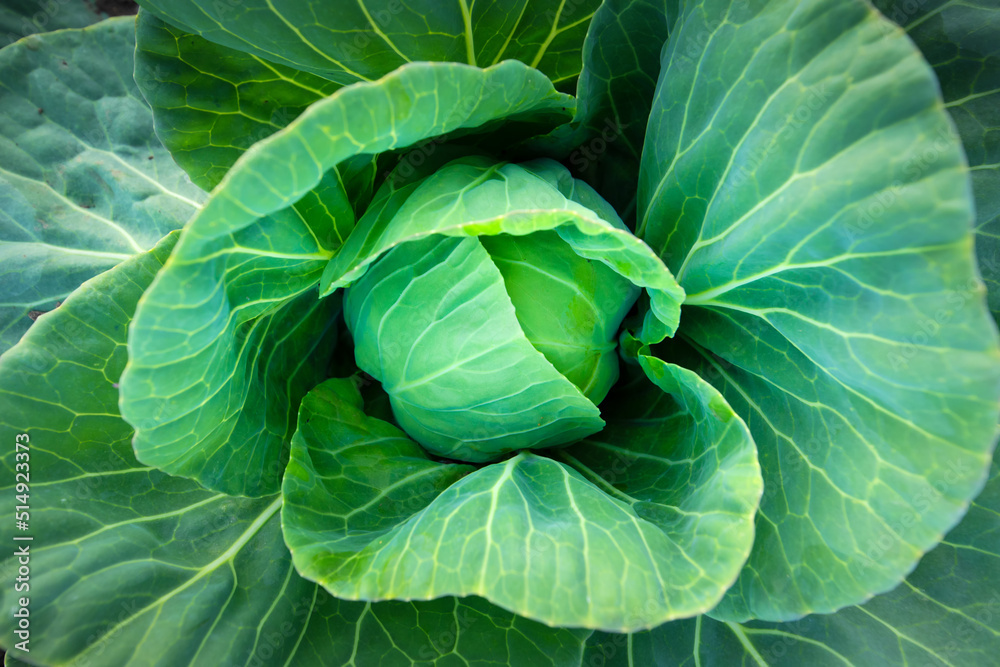 Obraz premium Fresh green cabbage, vegetarian food, natural background.