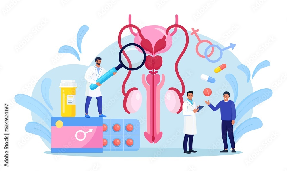 Urology concept. Urologist examining male reproductive system. Kidney