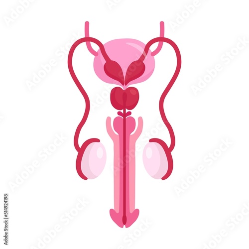 Anatomy of Male Reproductive System. Anterior View. Vector design