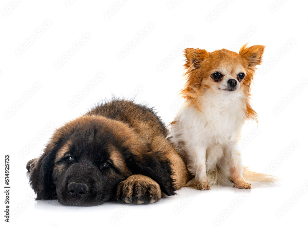 Fototapeta premium puppy Leonberger and chihuahua in studio