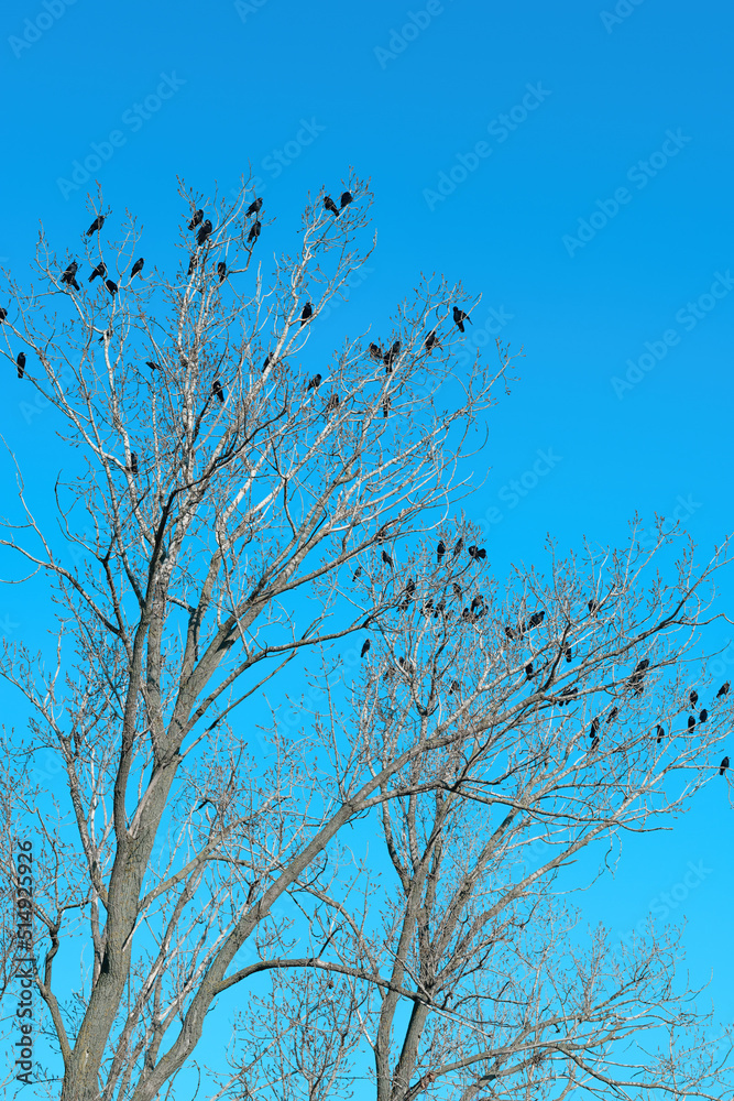 Obraz premium Flock of black crows (Corvus corone) on the tree