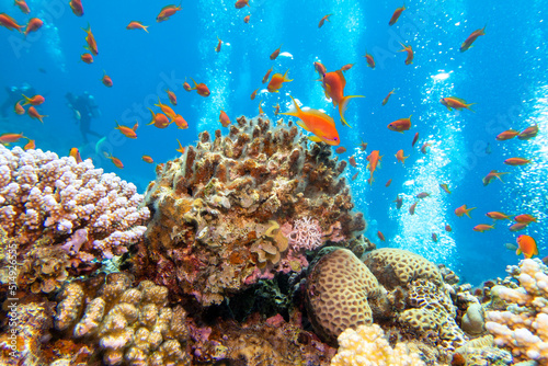 Fototapeta Naklejka Na Ścianę i Meble -  Colorful, picturesque coral reef at the bottom of tropical sea, hard corals and exotic fishes anthias, underwater landscape