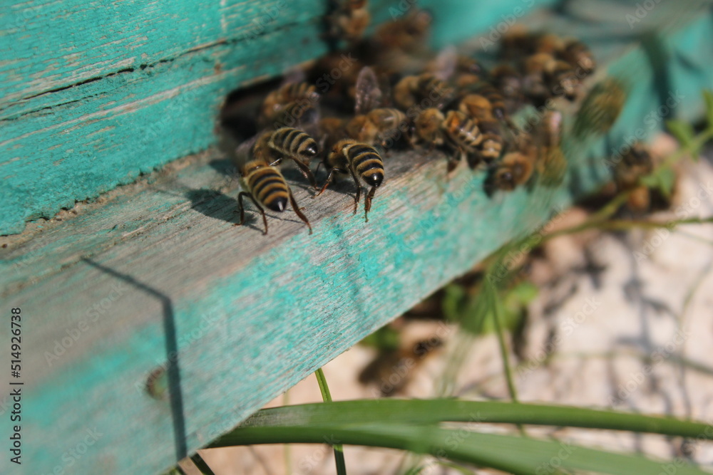 Bees at old hive entrance. Bees returning from honey collection. Bees at old hive entrance. Bees returning from honey collection.