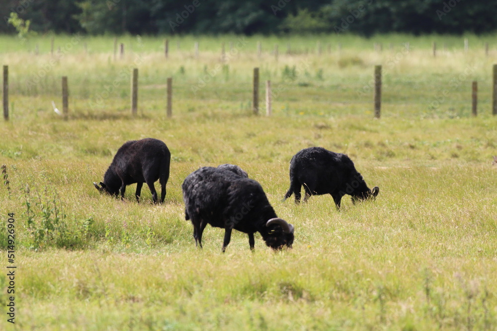 A herd of black sheep which are grazing in a field. This field is located close to Formby Pine Woods and Beach. These sheep have large horns attached to their head. A herd of black sheep which are grazing in a field. This field is located close to Formby Pine Woods and Beach. These sheep have large horns attached to their head.