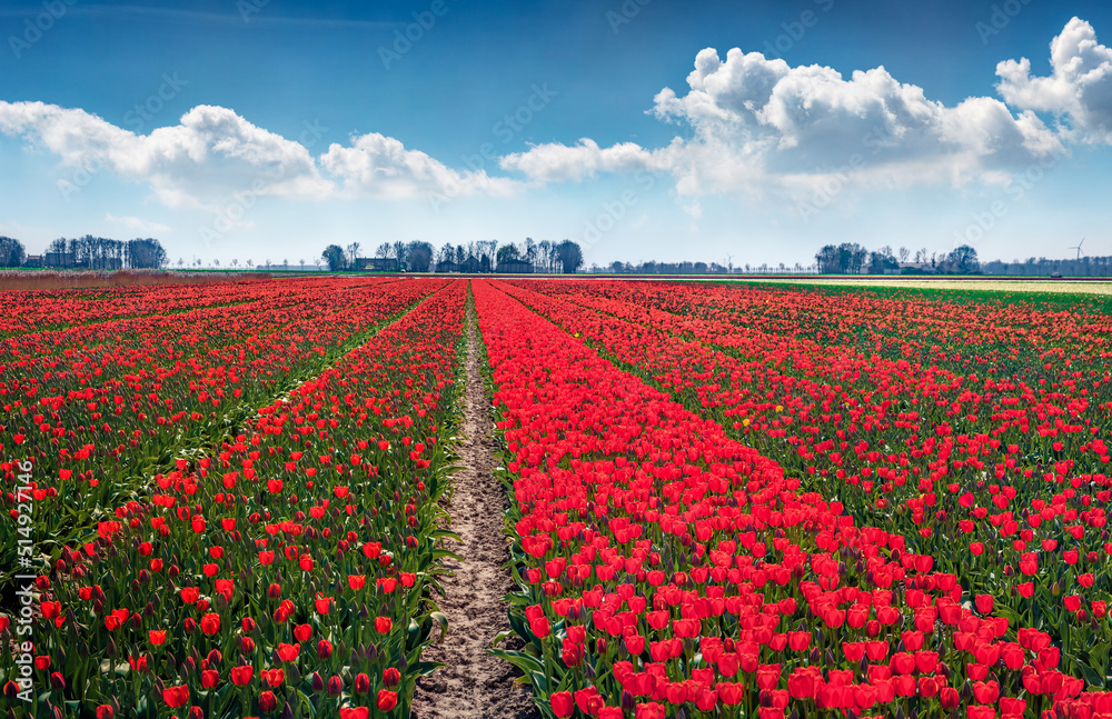 Fields of blooming tulip flowers. Colorful morning view of flower farm in Espel village, Netherlands, Europe. Beauty of countryside concept background.