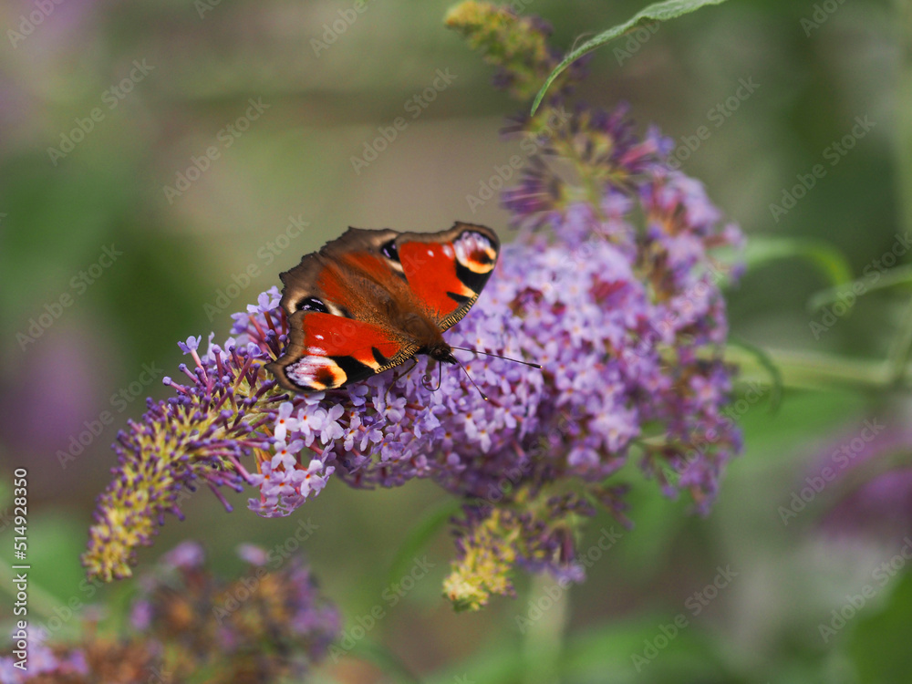 Peacock butterfly looking for nectar on a Buddleja davidii, seasonal nature concept