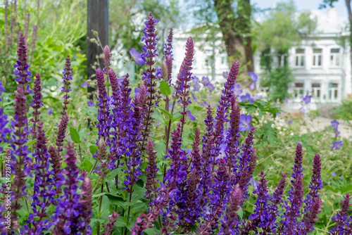 Violet-purple inflorescences of an ornamental perennial Salvia nemorosa plant against a background of green foliage in a park. Photo for catalog of plants. Garden center or plant nursery. Close-up.