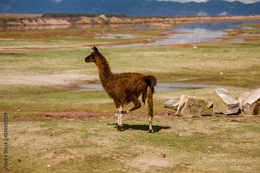 Fototapeta premium Wild amimals. Lamas alpacas in the field of Bolivia. Wildlife of Altiplano, South America