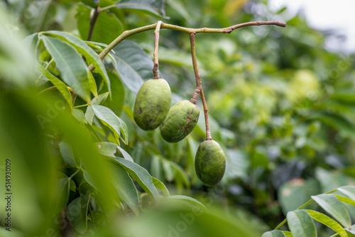 Selective focused young spondias mombin or hog plum fruit growing on the tree close up with copy space