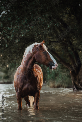 Black forest horses