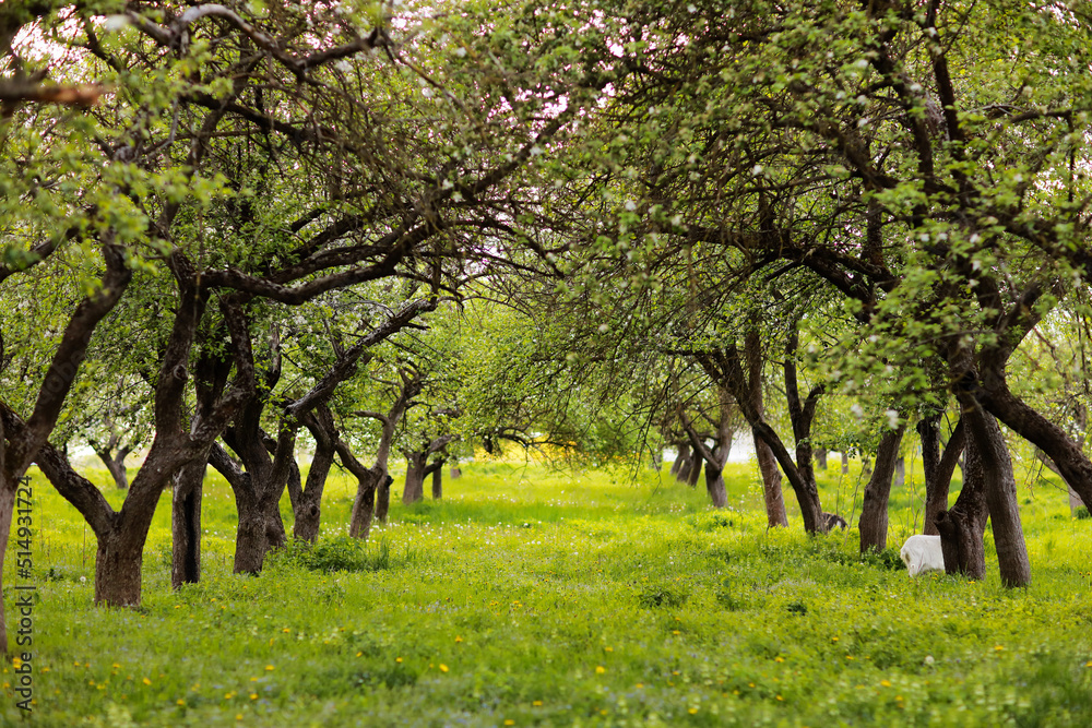 Fantasy apple trees garden with natural arch entrance, environmental eco background with empty copy space, mysterious summer nature backdrop.