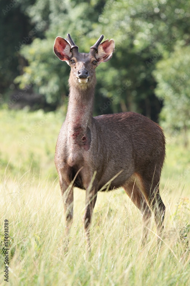 Fototapeta premium Sambar Deer (Rusa unicolor) The fur is grayish-brown to light yellow. The hair on the belly and buttocks grows wider than the rest and the hair is lighter on the back. The tail is bushy, rather short.