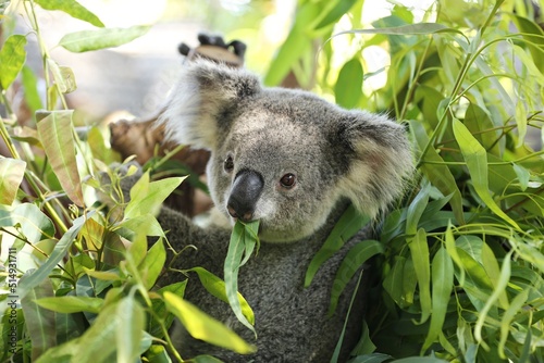 Koala  The fur is gray to yellowish brown. and white on the chin  chest  front of arms and legs The fur around the ears is fluffy. and has white hair that is longer than other areas.