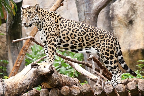 Leopard  It has light brownish-yellow fur. all black dots But in the middle of the body there is a group of black dots. behind the ear is black  with a soft white spot behind the ear