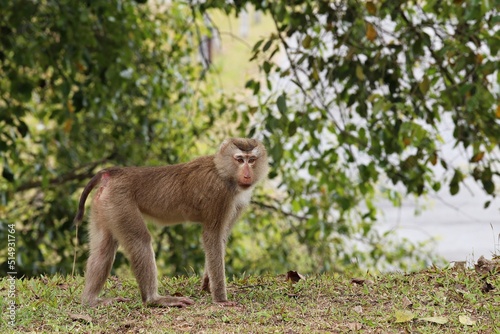 Northern Pig-tailed Macaque (Macaca leonina) Short, gray or brown fur quite long page The hair on the head is short, gray or brown, and the hair on the underside of the belly is pale to almost white. 