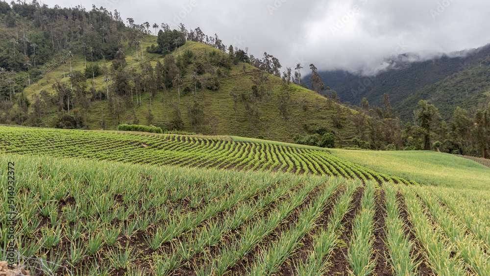 Onion crops in Tenerife Valle del Cauca, Colombia. Onion crops and onion industry in Colombia.