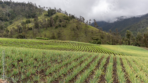 Onion crops in Tenerife Valle del Cauca  Colombia. Onion crops and onion industry in Colombia.