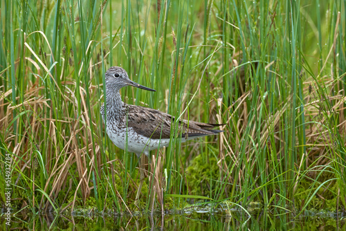 Greenshank, Tringa nebularia, in the water green grass habitat near the lake, Kuhmo in Finland. Bird in the water, Europe. Gentle-eyed large wader with a slightly upturned bill.