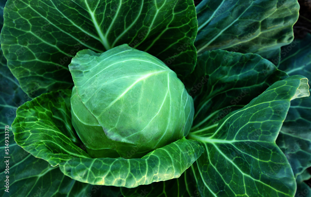 Obraz premium Fresh green cabbage, vegetarian food, natural background.