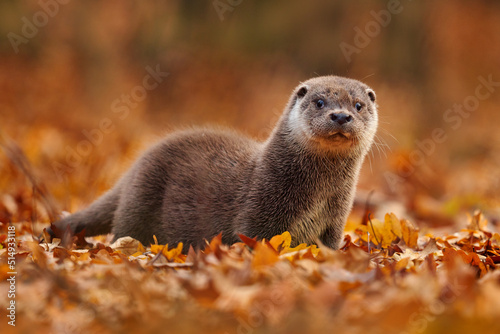 Autumn orange wildlife. Eurasian otter, Lutra lutra, detail portrait of Otter, water animal in nature habitat, Germany, water predator. Animal from the river, wildlife from Europe. photo