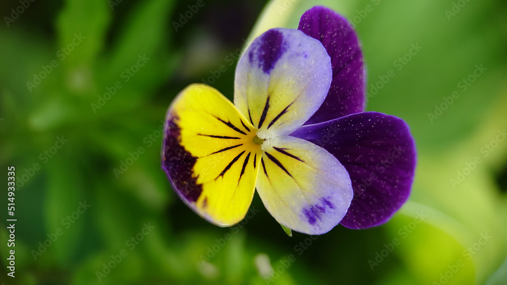 Violet tricolor blooming in the garden close-up Violet tricolor blooming in the garden close-up