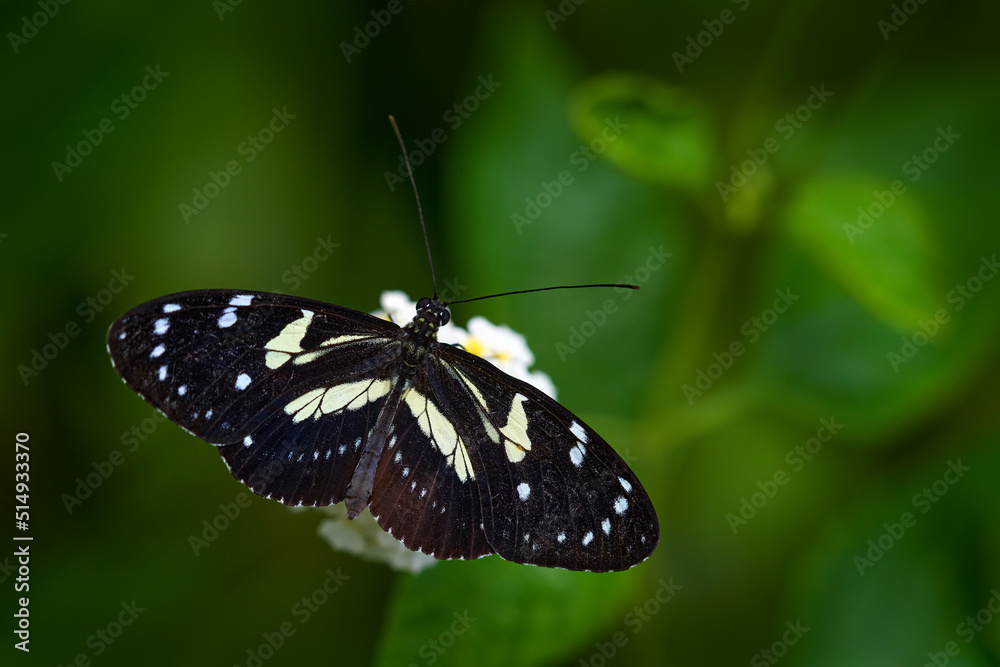 Naklejka premium Elzunia pavonii, butterflies of the Andes. Insect sittin on the green leave in the nature habtat, Peru, South America. Elzunia pavonii black yellow butterfly in the nature habitat, forest wildlife.