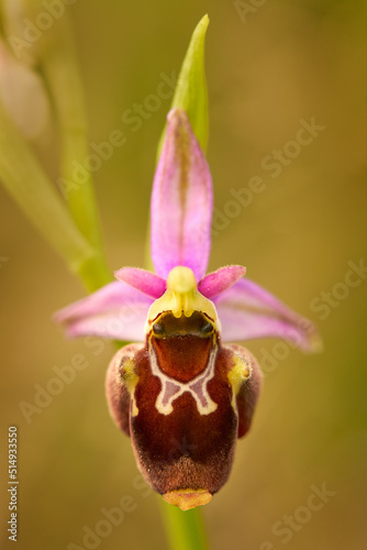 Ophrys holoserica holubyana, bee orchid, flowering European terrestrial wild orchid, nature habitat, detail of bloom with green clear background, Czech. Beautiful bloom detail of flower, Bile Karpaty. photo