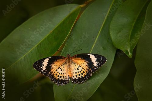 Canvas Print Cethosia biblis, red lacewing, species of heliconiine butterfly belonging to family Nymphalidae