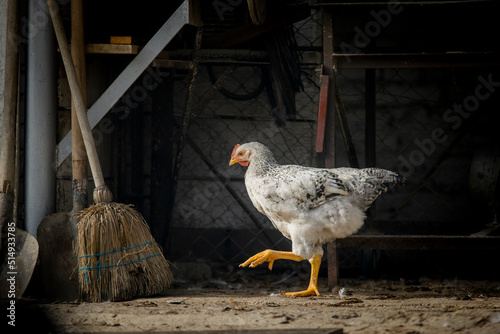 Hen in the nest