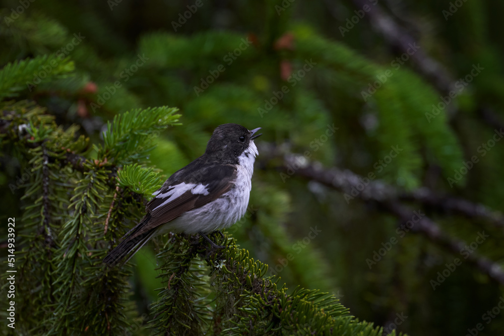 Obraz premium Pied Flycatcher, Ficedula hypoleuca, black and white small passerine bird near the tree trunk nest hole. Flycatcher in the nature habitat. Kuhmo, Finland, Europe. Spring time, feeding behaviour