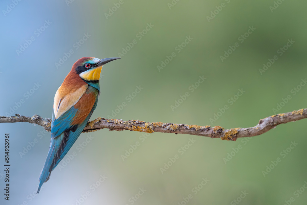The wonderful European bee eater (Merops apiaster) The wonderful European bee eater (Merops apiaster)