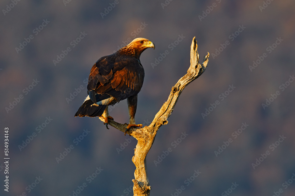 Eastern Rhodopes rock with eagle on tree trunk. Big bird of prey golden eagle with large wingspan, photo with snowflakes during winter, stone mountain, Rhodope Mountains, Bulgaria wildlife. Eastern Rhodopes rock with eagle on tree trunk. Big bird of prey golden eagle with large wingspan, photo with snowflakes during winter, stone mountain, Rhodope Mountains, Bulgaria wildlife.