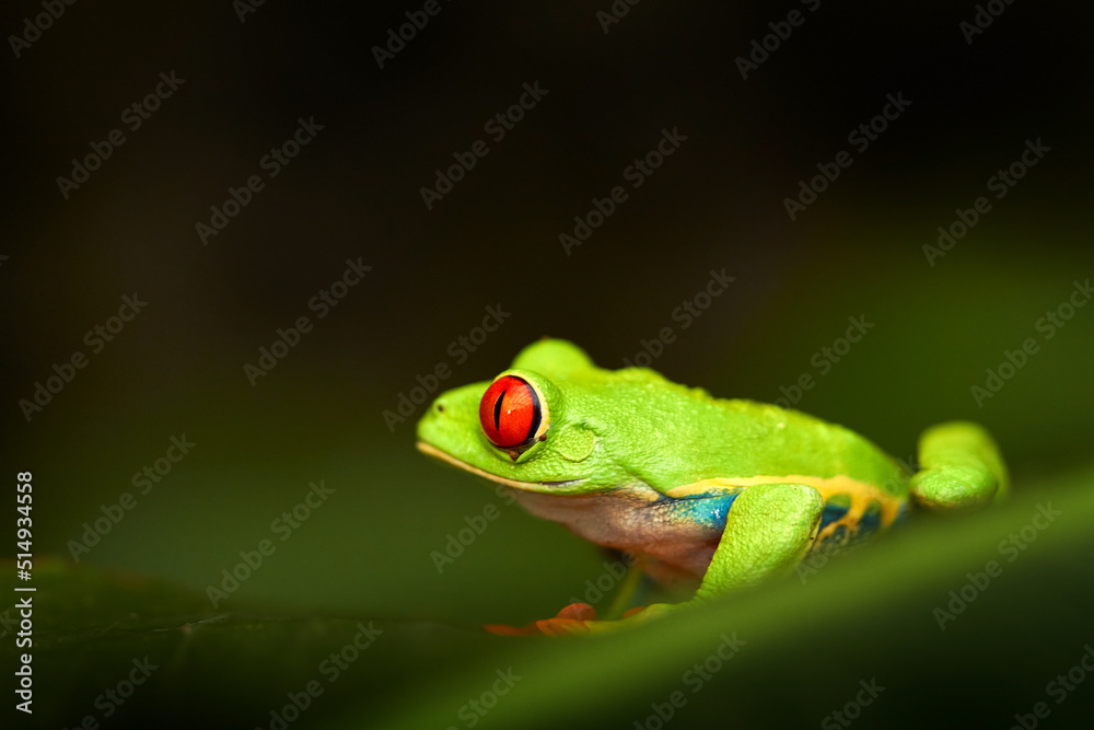 Red-eyed Tree Frog, Agalychnis callidryas, Costa Rica. Beautiful frog from tropical forest. Jungle animal on the green leave. Frog with red eye. Red-eyed Tree Frog, Agalychnis callidryas, Costa Rica. Beautiful frog from tropical forest. Jungle animal on the green leave. Frog with red eye.