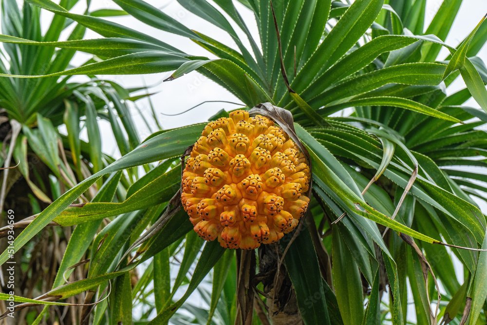 奄美の植物 アダンの実 Stock Photo | Adobe Stock