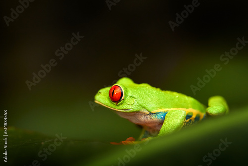 Red-eyed Tree Frog, Agalychnis callidryas, Costa Rica. Beautiful frog from tropical forest. Jungle animal on the green leave. Frog with red eye. © ondrejprosicky