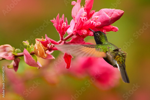 Coppery-headed emerald, Microchera cupreiceps,  small hummingbird endemic to Costa Rica. Tinny bird with pinkred flower, wildlife nature. photo