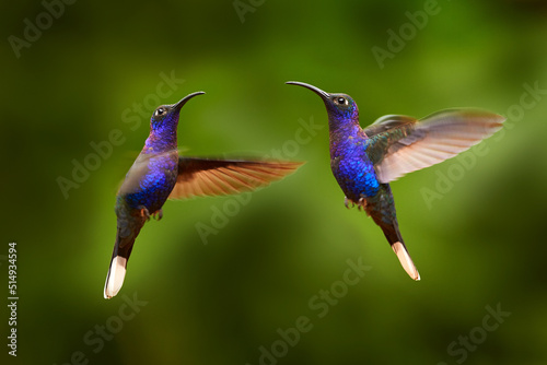 Hummingbird violet Sabrewing  big blue bird flying next to beautiful pink flower with clear green forest nature in background. Tinny bird fly in jungle. Wildlife in tropic Costa Rica.